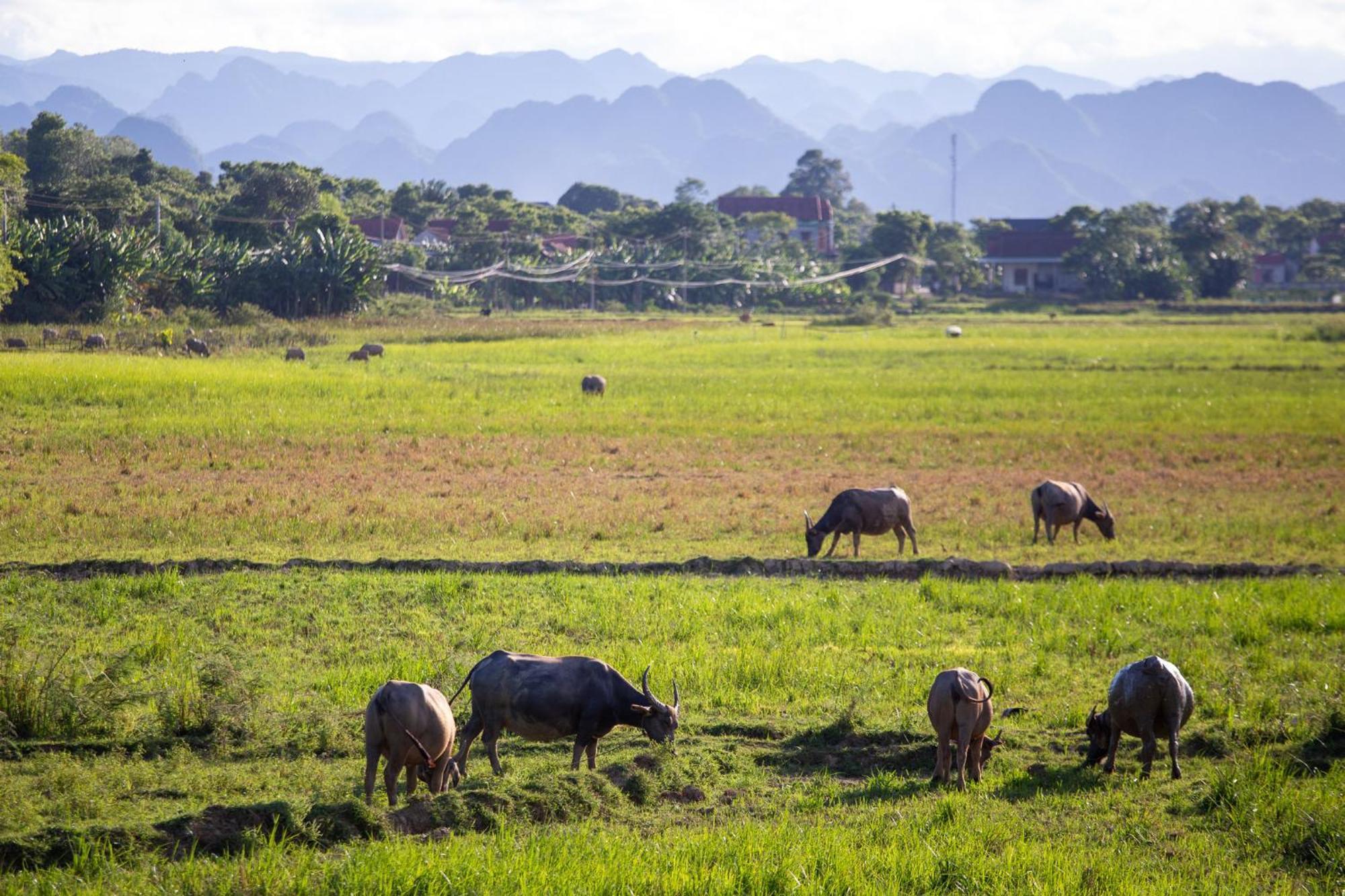 Phong Nha Farmstay Εξωτερικό φωτογραφία